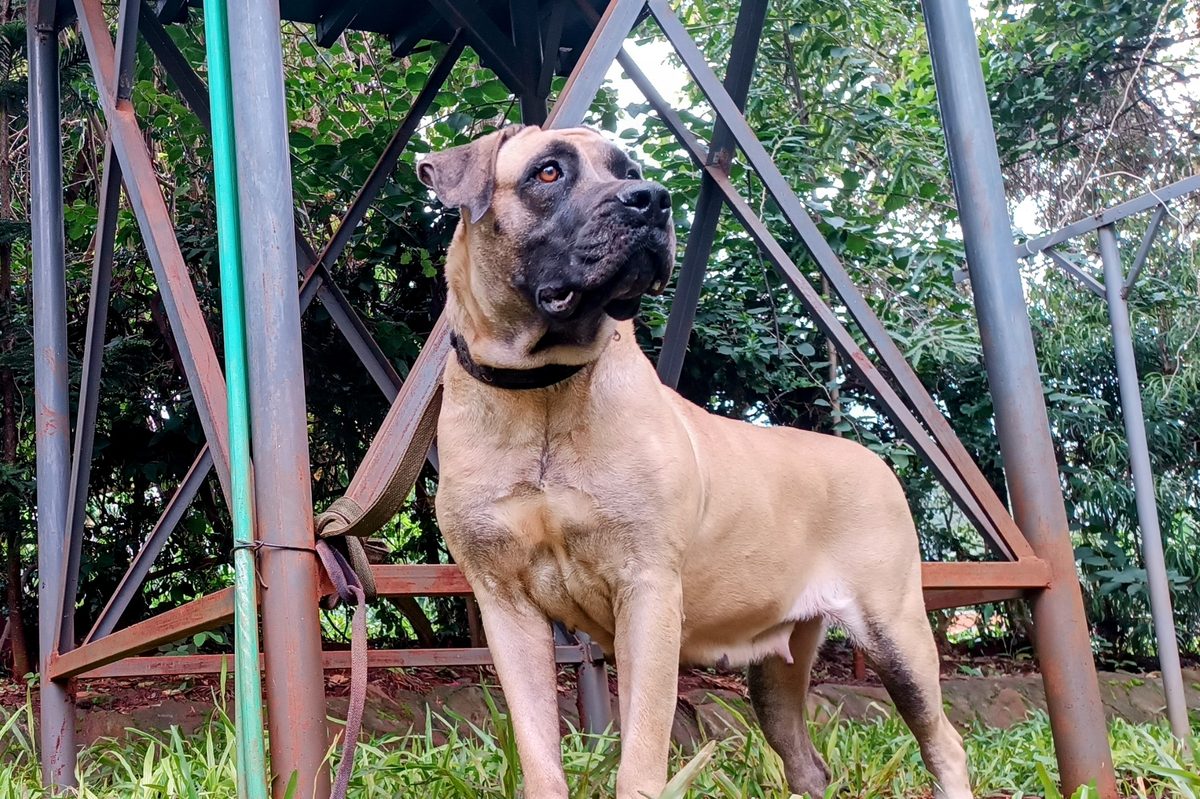 Boerboel at muus dogs Kennels, Embu