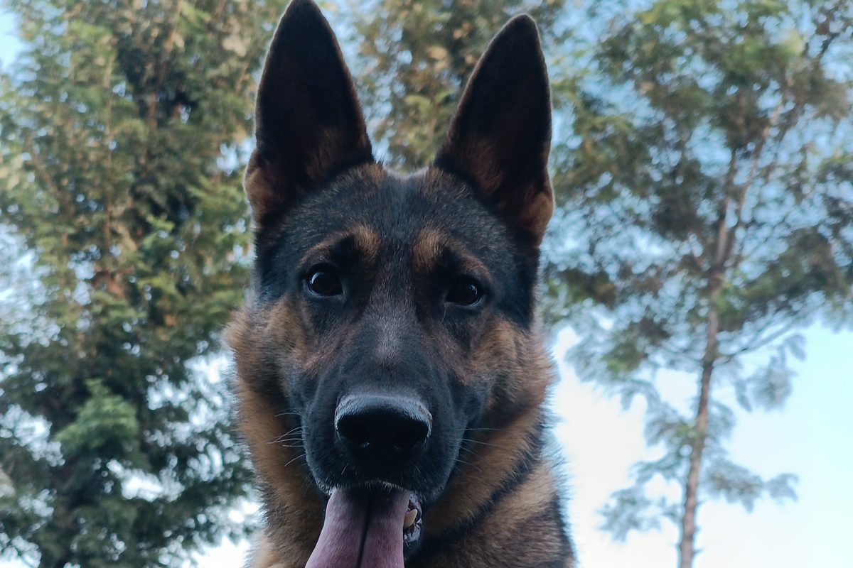 German Shepherd at muus dogs Kennels, Embu